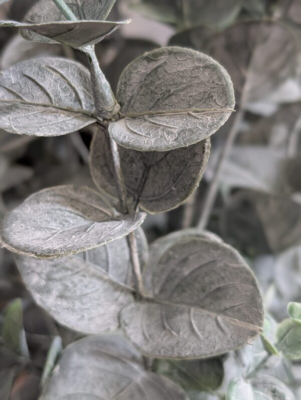 Eucalyptus Viridis - Kunstplant in pot - 91 cm hoog - Afbeelding 2