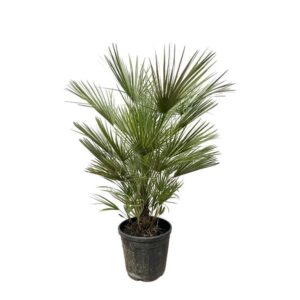 Chamaerops Humilis - Europese Dwergpalm - Hoogte 150 cm - Potmaat 35 cm