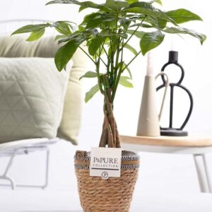 Pachira Aquatica In P&PURE Basket- Ø12cm - ↕45cm