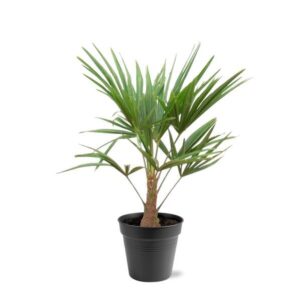 Trachycarpus Fortunei (Chinese Waaierpalm) - Winterharde Palm