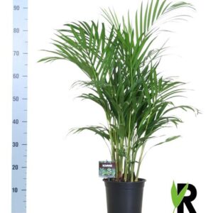 Areca Palm (Dypsis Lutescens) | Ø19 cm | 100 cm
