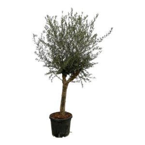 Olea Europaea (Olijfboom) - Mediterrane Olijfboom - 200 cm - Ø45cm