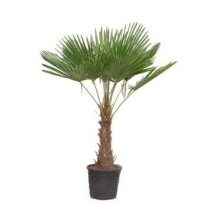 Trachycarpus Fortunei - Chinese Waaierpalm - Winterharde Palm-180-220 cm - Ø32-40cm