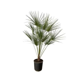 Chamaerops Humilis Compact - Dwergpalm - Winterharde Palm - 160 cm - Ø24cm