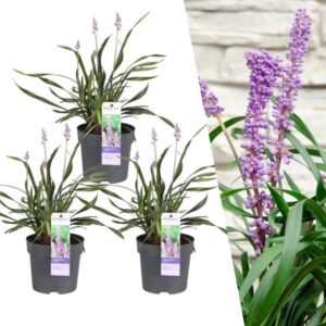 Liriope muscari Ingwersen