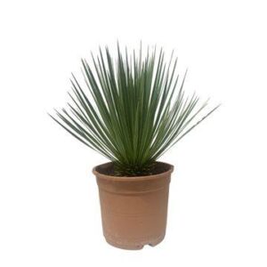 yucca-rostrata-50cm-pot-24cm