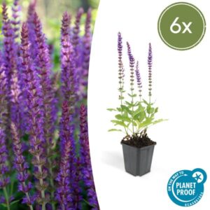 Salvia nemorosa Ostfriesland